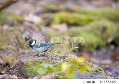 シジュウカラ Japanese Tit 30386665