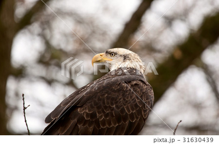 Bald Eagle British Columbia 31630439