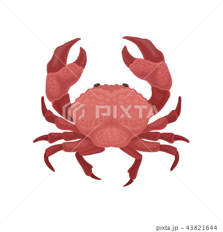 Red crab with big claws. Sea animal. Marine creature. Flat vector element for cafe or restaurant 43821644