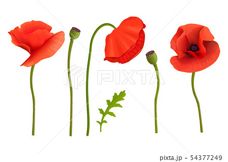 Poppies flowers and Stems. Wallpaper picture. 54377249