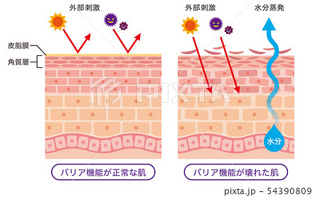 肌のバリア機能　皮膚構造 54390809