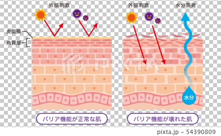 肌のバリア機能　皮膚構造 54390809