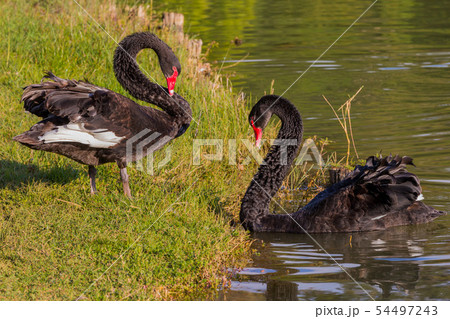 Black Swan National Kandawgyi Gardens Pyin Oo Lwin Myanmar 54497243