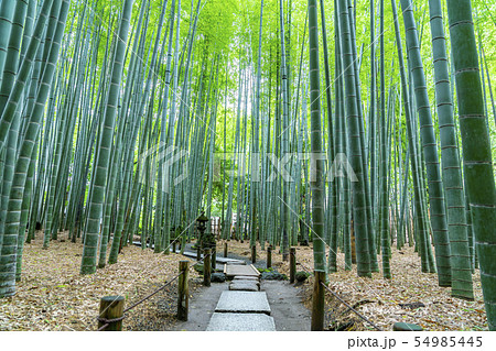 【神奈川県】鎌倉　報国寺の竹林 54985445