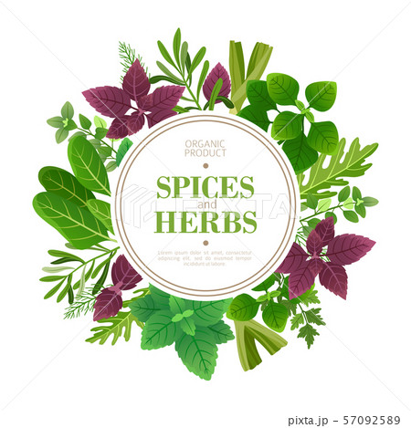 Spices and herbs background. Fresh herb cooking aromatic plants. Indian food vector frame 57092589