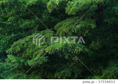 風景自然植物写真　生きた化石ラクウショウ　ヌマスギの実 57556653