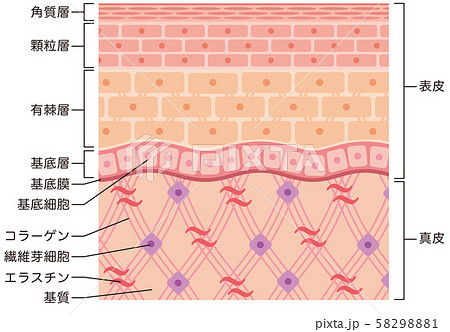 皮膚の構造　肌図　断面図 58298881