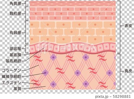 皮膚の構造　肌図　断面図 58298881