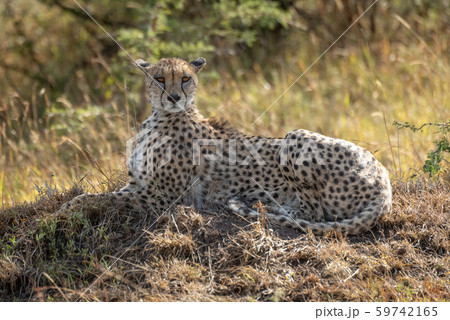 Female cheetah lies on mound in shade 59742165