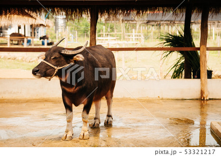 Asian water buffalo in local dairy farm in 53321217