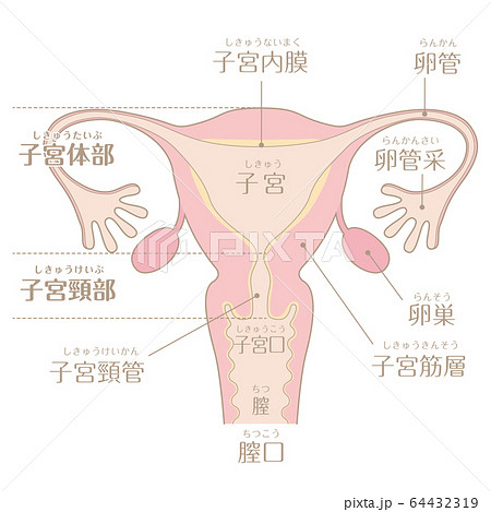 子宮のイラスト（文字あり） 64432319