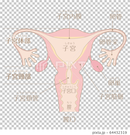 子宮のイラスト（文字あり） 64432319