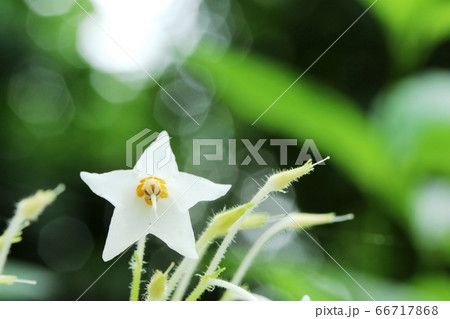 白いイワタバコ（岩煙草）の花 66717868