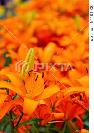 Close up shot of Amaryllis blossom 67481900