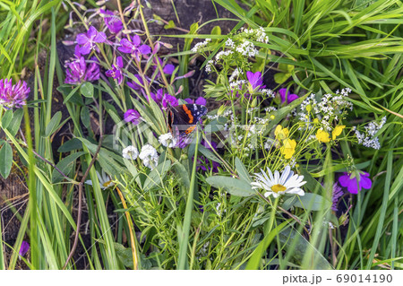 Wild bright flowers and butterfly in grass, meadow 69014190