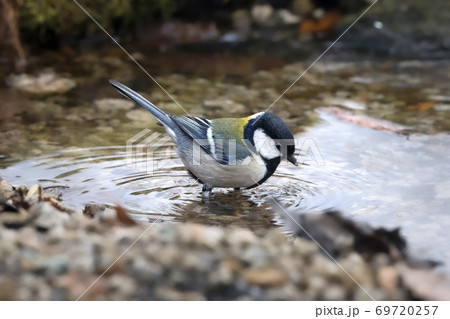 シジュウカラ バードバス 水浴び 69720257