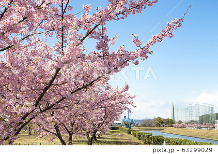 河津桜 63299029