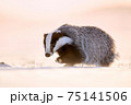 Attractive winter scene with badger. European badger (Meles meles) running on the snow. Animal in nature habitat. 75141506