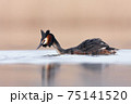 Wedding dance of Great Crested Grebe - Podiceps cristatus. Spring photo of water birds. Wildlife scene from Czech Republic. Animals in natural environment. 75141520