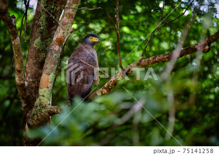 Crested serpent eagle (Spilornis cheela). Sri lankan eagle, sitting on a branch in the forest. Predator looking for prey. Wildlife photography. Udawalawe national park, Sri Lanka 75141258