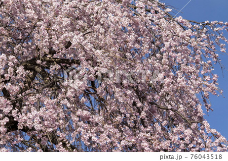 桜と空 76043518