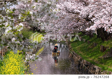 埼玉県川越市　新河岸川沿いの誉桜 76247268