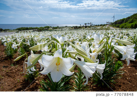 沖縄県伊江島のリリーフィールド公園のユリ 77078848