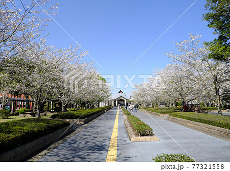 桜の季節を迎えた特攻平和会館の入り口 77321558