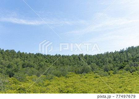 Landscape green forest in the blue sky background. 77497679