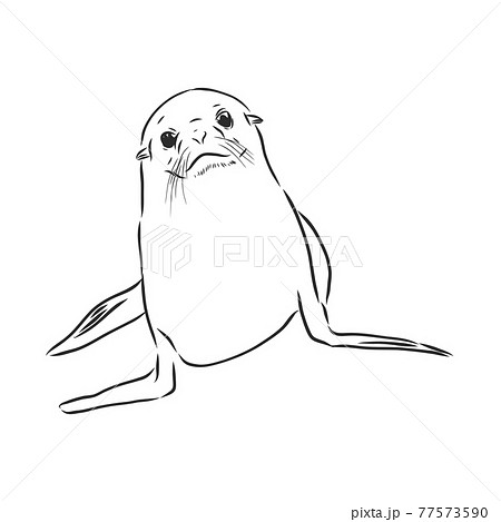 funny sketch of a sea lion augmented with bodypositive inscription. Navy seal animal, vector sketch illustration 77573590