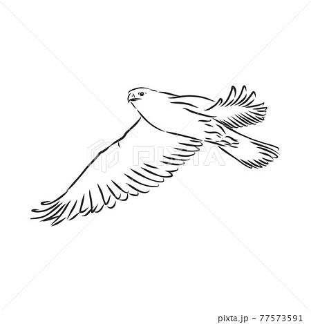 Black and white illustration. Sketch of bird for tattoo art. Detailed hand drawn eagle for tattoo on back. Falcon bird, vector sketch 77573591