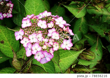 白い装飾花に赤い縁取りがある キヨスミサワアジサイ（清澄沢紫陽花） 78656216