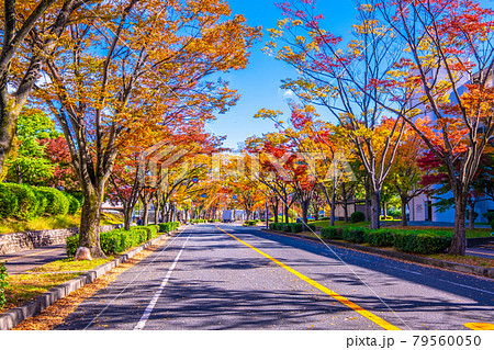 紅葉したケヤキの街路樹 79560050