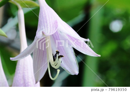 コバギボウシ（小葉擬宝珠）薄紫色の花弁がとても綺麗です！ 79619350