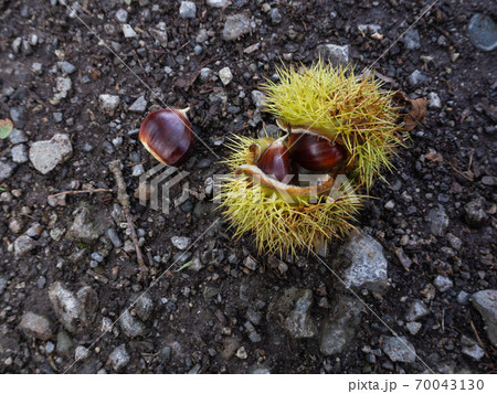 Chestnuts on the forest floor 70043130