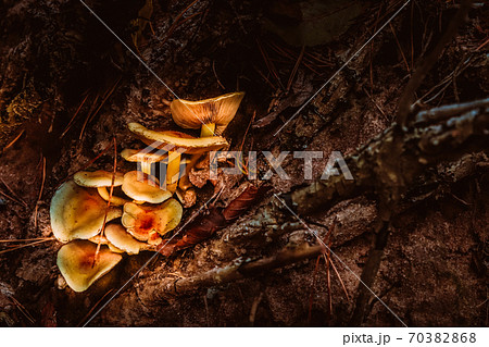 Group of orange false chanterelle mushrooms, latin: Hygrophoropsis aurantiaca family 70382868