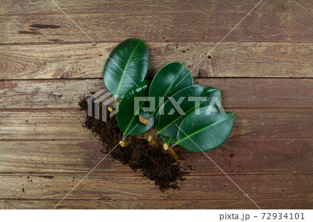 Rubber plant Branches preparing for propagation on wooden background 72934101