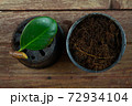 Rubber tree leaves and branches Prepare to propagation in the plant pot. Rubber plant propagation 72934104