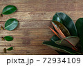 Indian rubber tree, the tops of the tree With branches and leaves on wooden background. Rubber Plant propagation 72934109