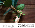 A man is pruning an Indian rubber tree. Indian rubber trees obtained by propagating by graft. Rubber plant propagation 72934113