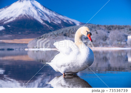 《山梨県》富士山と白鳥・冬の山中湖 73536739