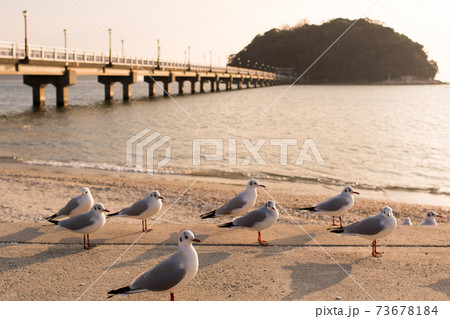 夕焼けの愛知県蒲郡市竹島と竹島橋と海鳥 73678184