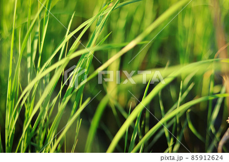 Close up of green blades of grass swaying in the breeze 85912624