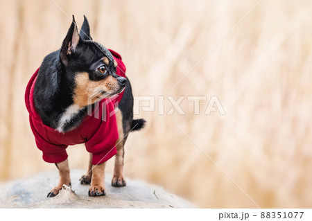 Chihuahua dog in clothes. Pet on a blurred background. 88351077