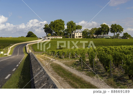 Typical vineyards near Chateau Pichon Longueville Comtesse de Lalande, Bordeaux, Aquitaine, France 88669189