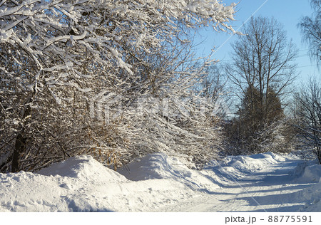 Winter road in wood with frozen tree 88775591