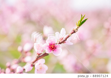 ふんわり桃の花 88907124