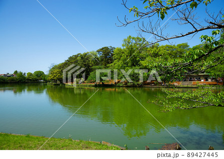 大宮公園の池と湖面に映える景観　若葉に新緑 89427445