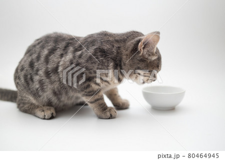 Cute grey tabby shorthair cat eating food from a bowl at home. Pets care concept. 80464945