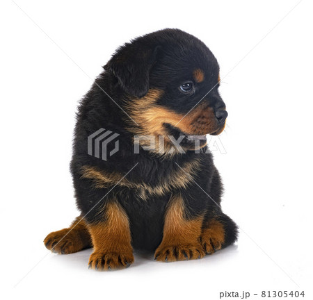 puppy rottweiler in studio 81305404